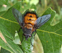 Tachinid Fly